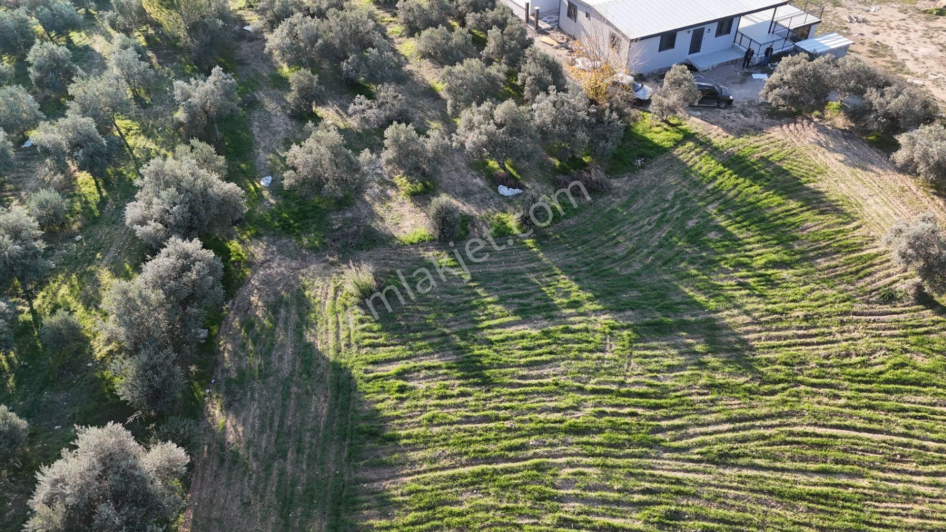 İzmir Menderes Bulgurcada 1510 M2 Hisse Tapulu Elektrik Su Arsalar - Görsel 5
