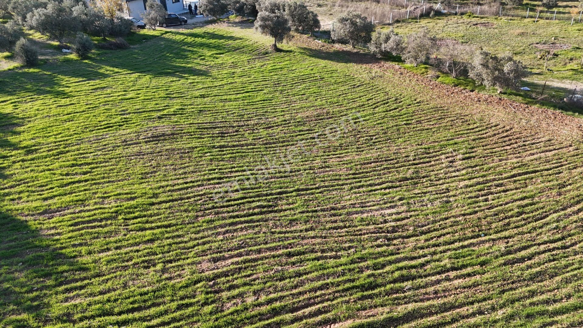 İzmir Menderes Bulgurcada 1510 M2 Hisse Tapulu Elektrik Su Arsalar - Görsel 25