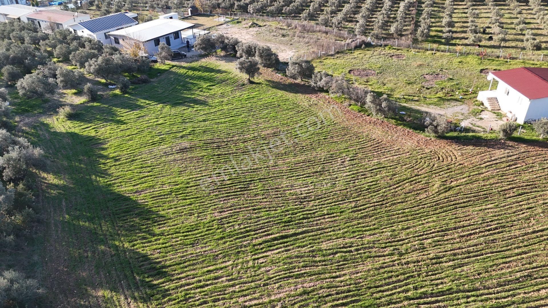 İzmir Menderes Bulgurcada 1510 M2 Hisse Tapulu Elektrik Su Arsalar - Görsel 12