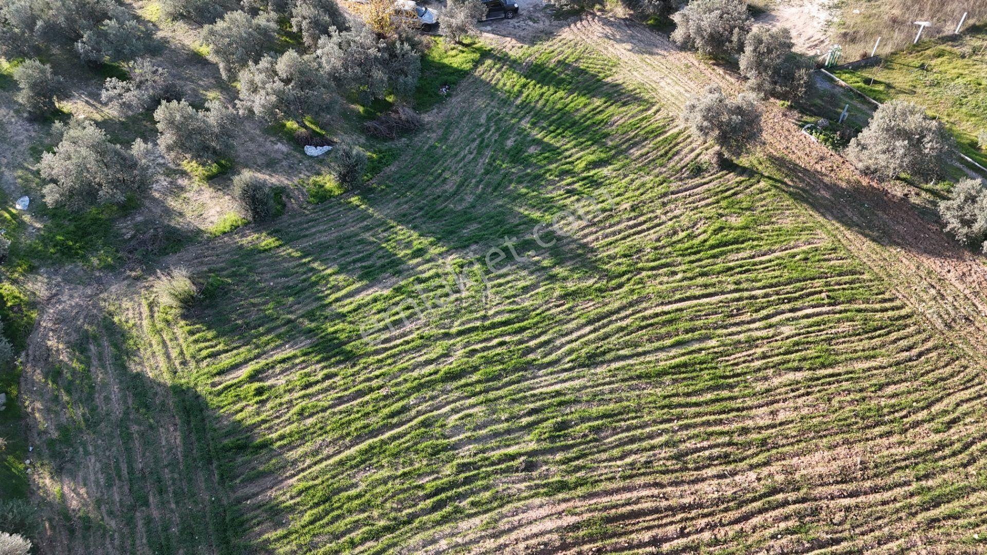 İzmir Menderes Bulgurcada 1510 M2 Hisse Tapulu Elektrik Su Arsalar - Görsel 17