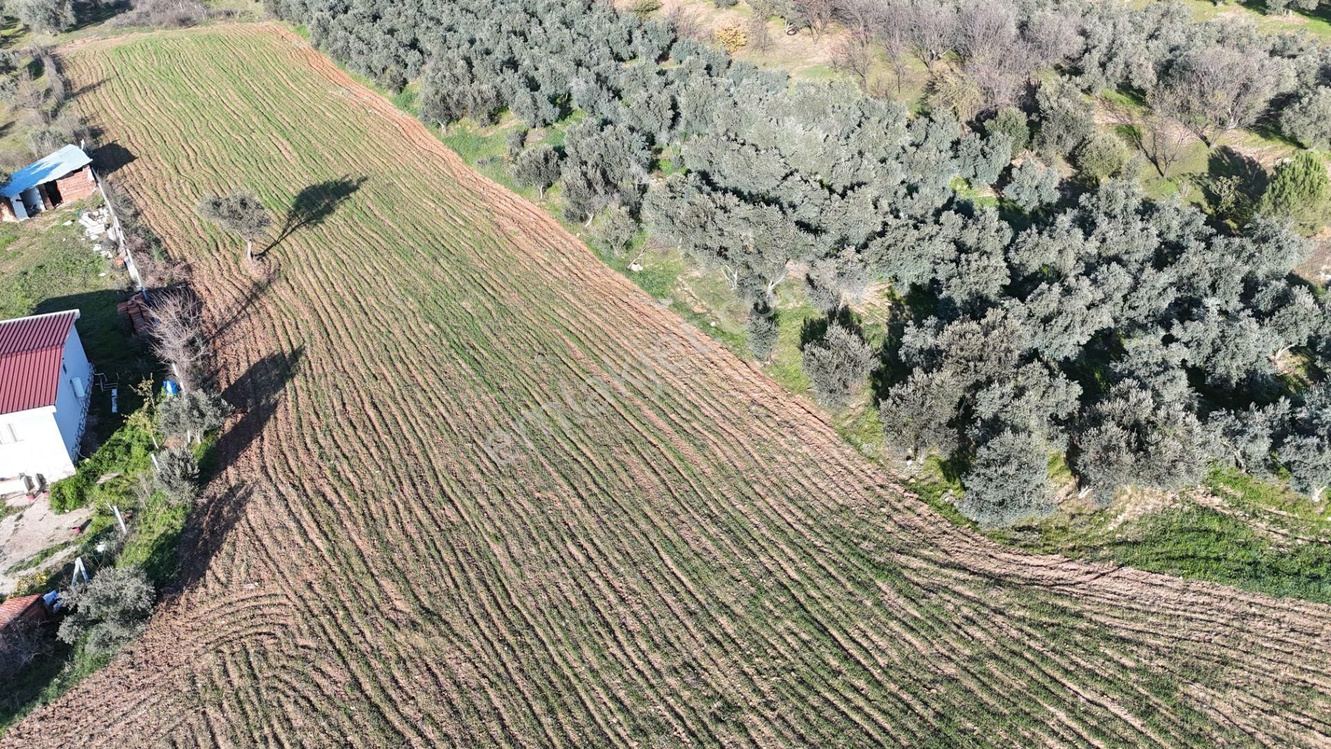 İzmir Menderes Bulgurcada 1510 M2 Hisse Tapulu Elektrik Su Arsalar - Görsel 19