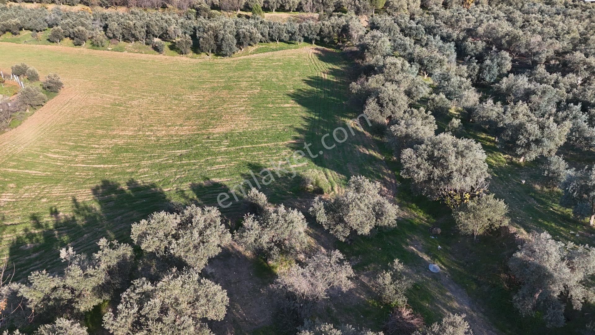 İzmir Menderes Bulgurcada 1510 M2 Hisse Tapulu Elektrik Su Arsalar - Görsel 10