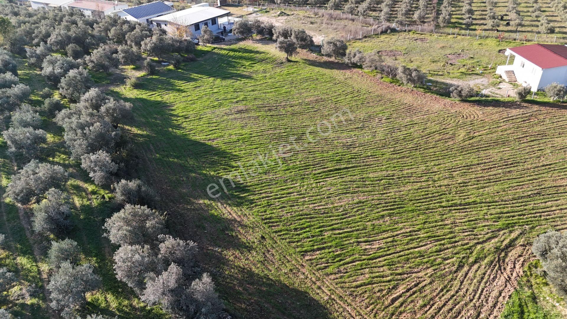 İzmir Menderes Bulgurcada 1510 M2 Hisse Tapulu Elektrik Su Arsalar - Görsel 29