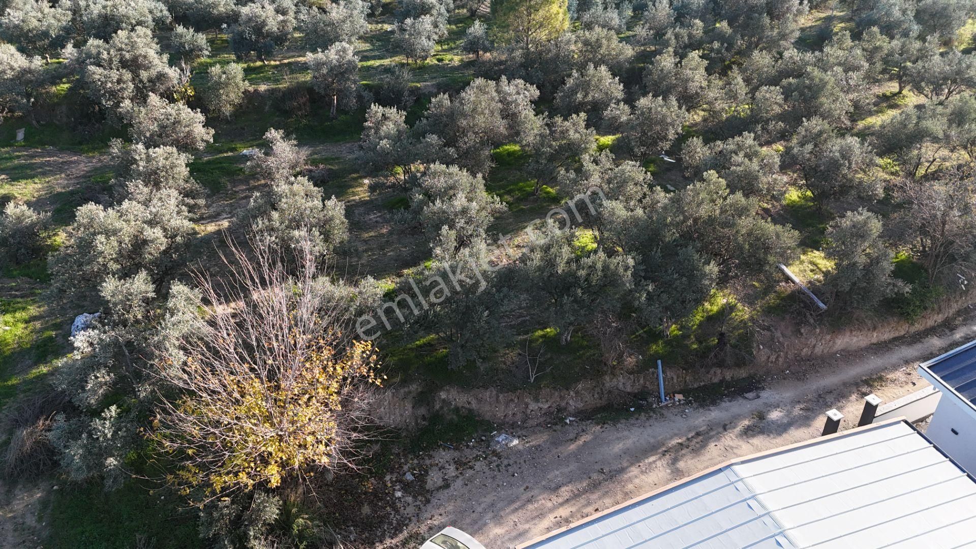 İzmir Menderes Bulgurcada 1510 M2 Hisse Tapulu Elektrik Su Arsalar - Görsel 3