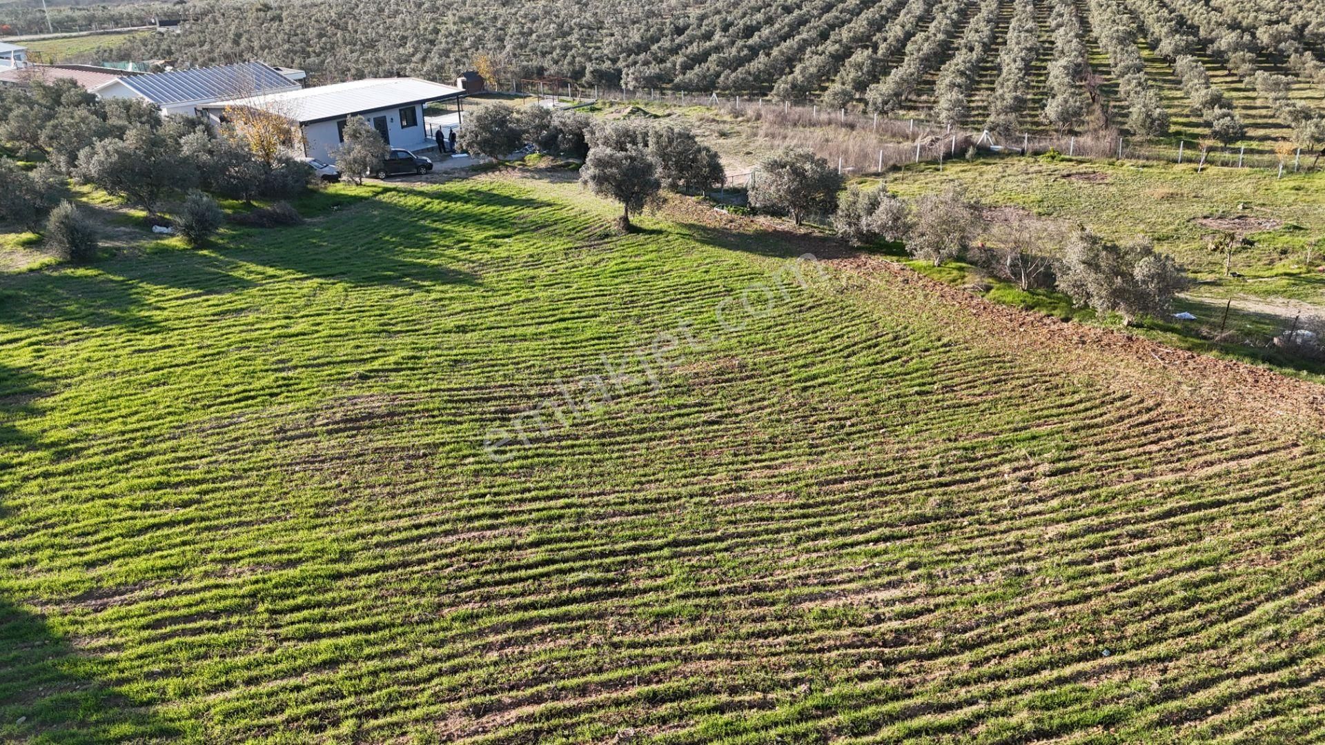 İzmir Menderes Bulgurcada 1510 M2 Hisse Tapulu Elektrik Su Arsalar - Görsel 2