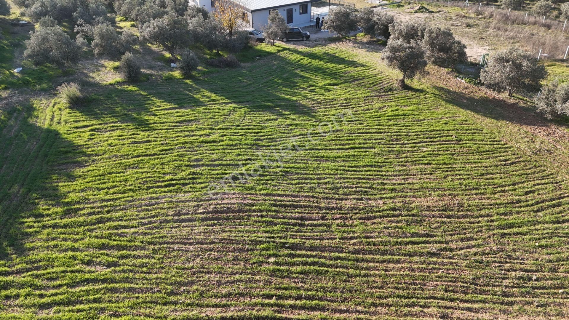 İzmir Menderes Bulgurcada 1510 M2 Hisse Tapulu Elektrik Su Arsalar - Görsel 7