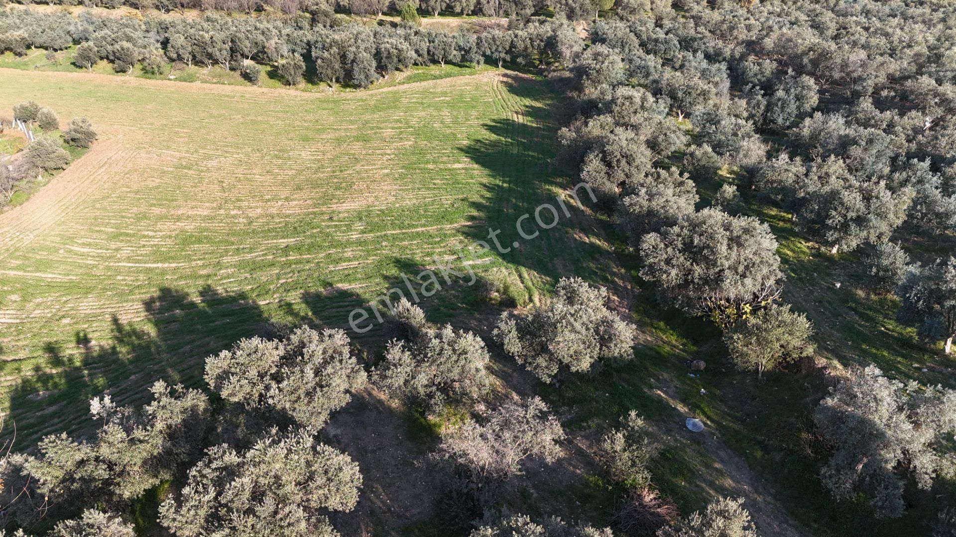 İzmir Menderes Bulgurcada 1510 M2 Hisse Tapulu Elektrik Su Arsalar - Görsel 6