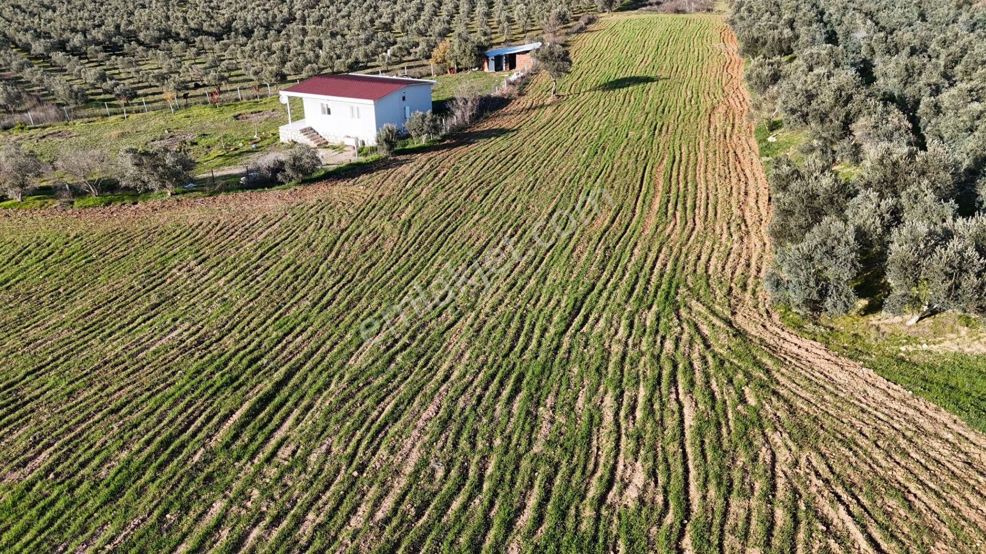 İzmir Menderes Bulgurcada 1510 M2 Hisse Tapulu Elektrik Su Arsalar - Görsel 22