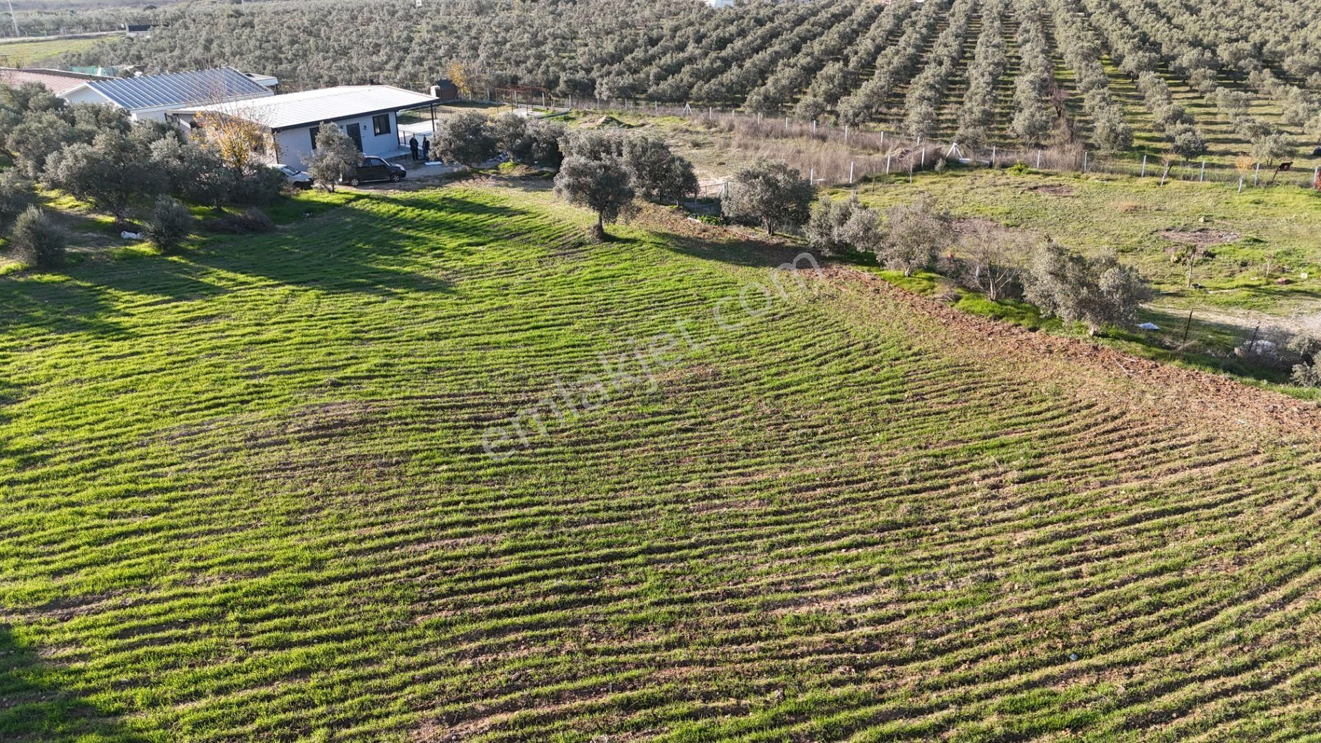 İzmir Menderes Bulgurcada 1510 M2 Hisse Tapulu Elektrik Su Arsalar - Görsel 30
