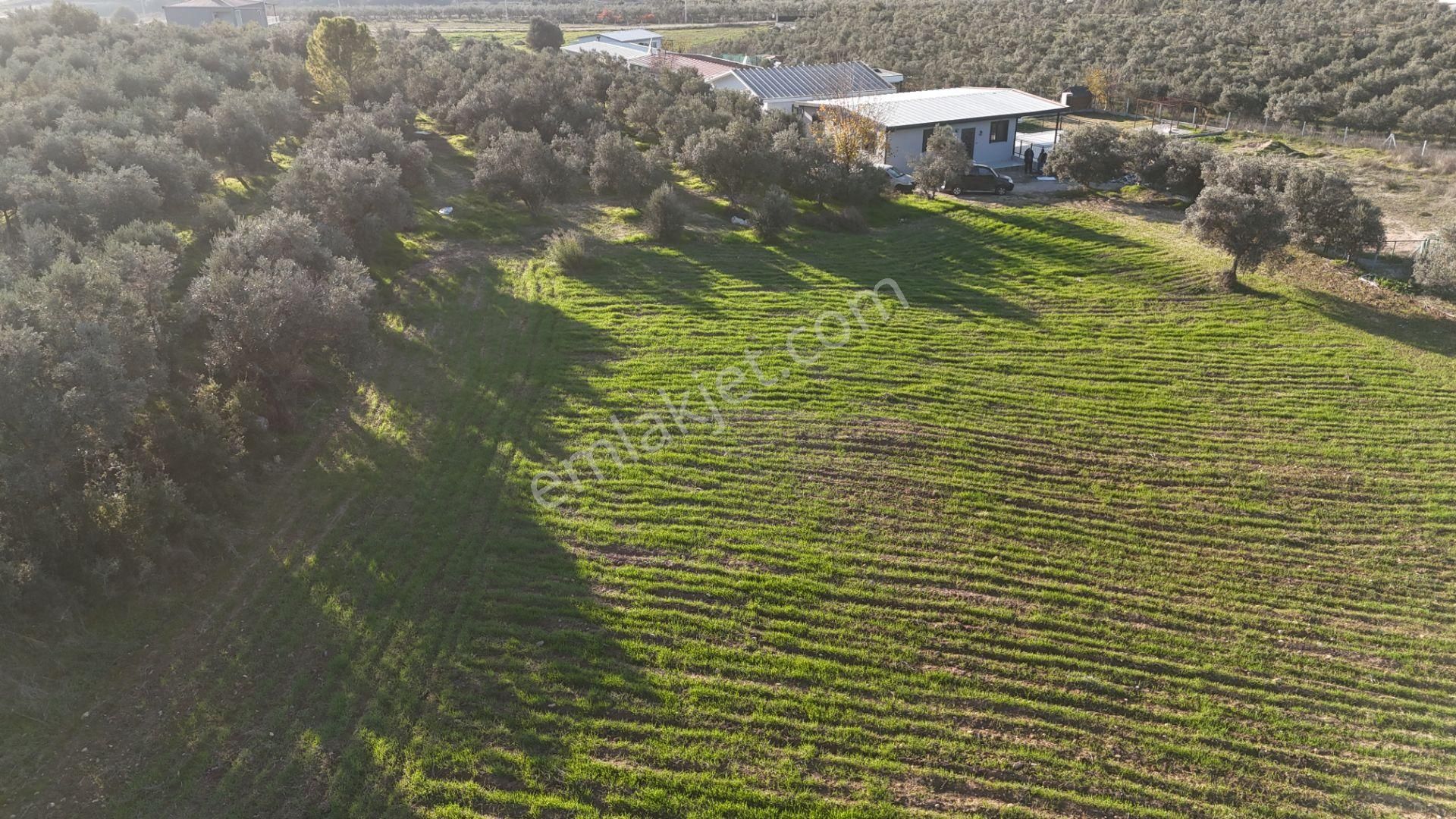 İzmir Menderes Bulgurcada 1510 M2 Hisse Tapulu Elektrik Su Arsalar - Görsel 8