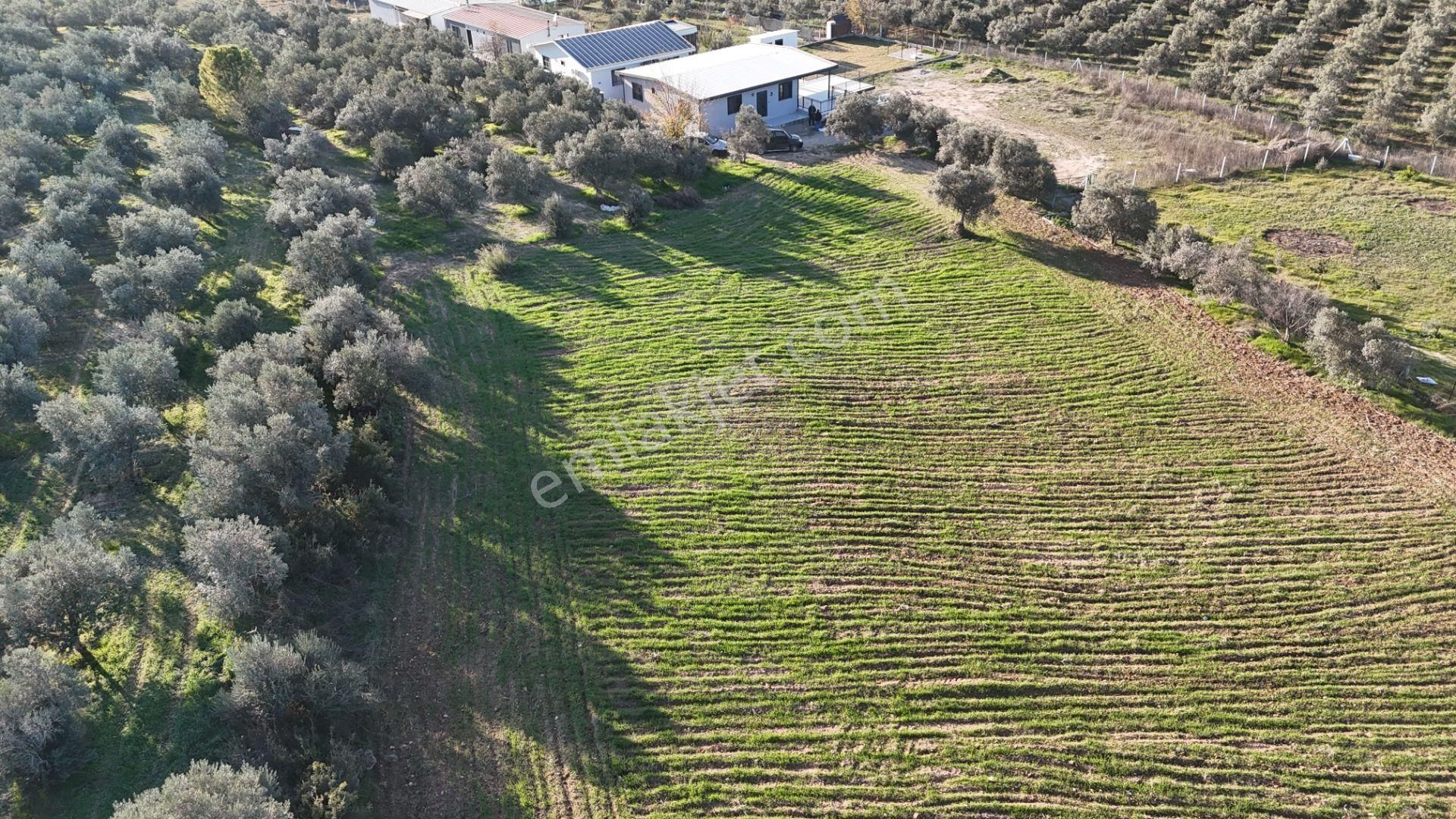 İzmir Menderes Bulgurcada 1510 M2 Hisse Tapulu Elektrik Su Arsalar - Görsel 15