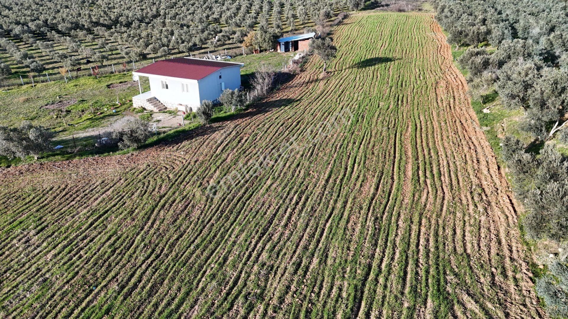 İzmir Menderes Bulgurcada 1510 M2 Hisse Tapulu Elektrik Su Arsalar - Görsel 4