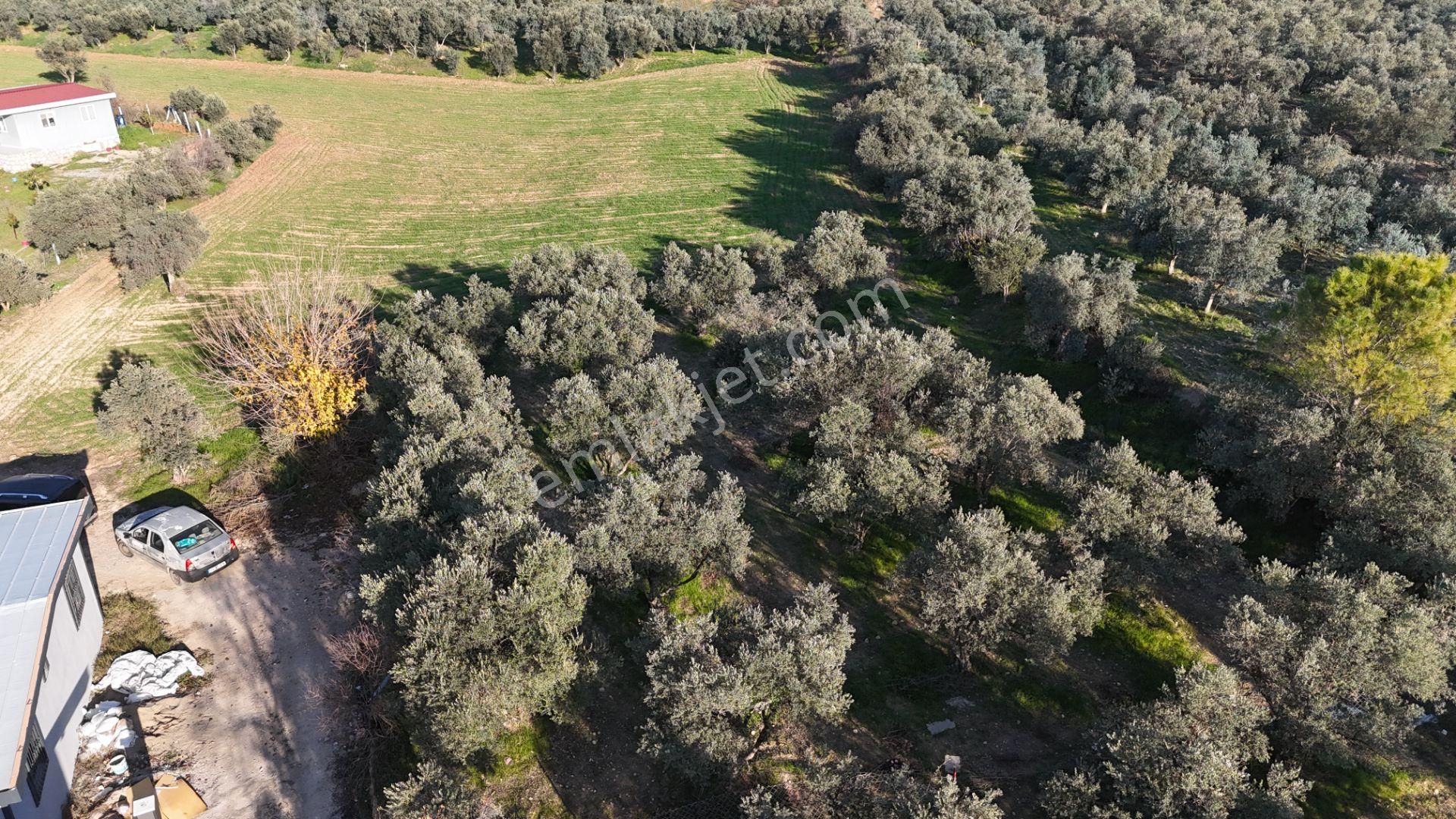 İzmir Menderes Bulgurcada 1510 M2 Hisse Tapulu Elektrik Su Arsalar - Görsel 11