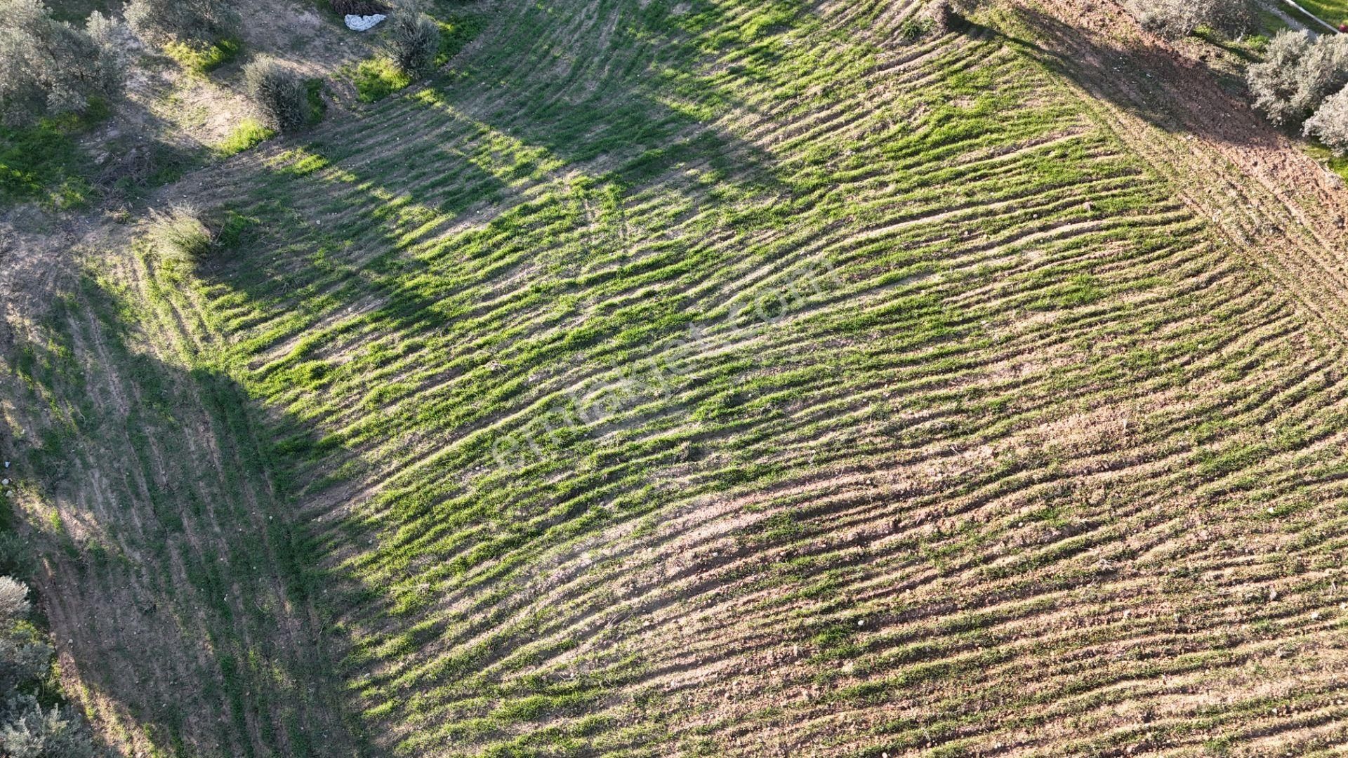 İzmir Menderes Bulgurcada 1510 M2 Hisse Tapulu Elektrik Su Arsalar - Görsel 26