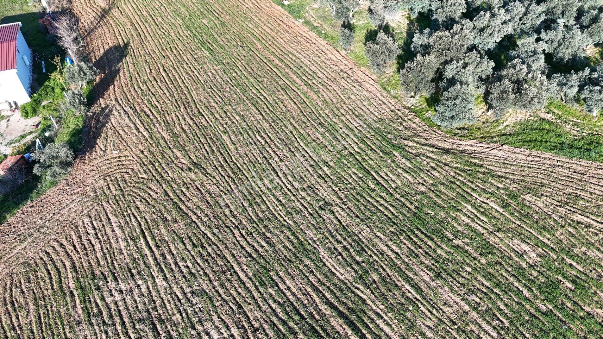 İzmir Menderes Bulgurcada 1510 M2 Hisse Tapulu Elektrik Su Arsalar - Görsel 35