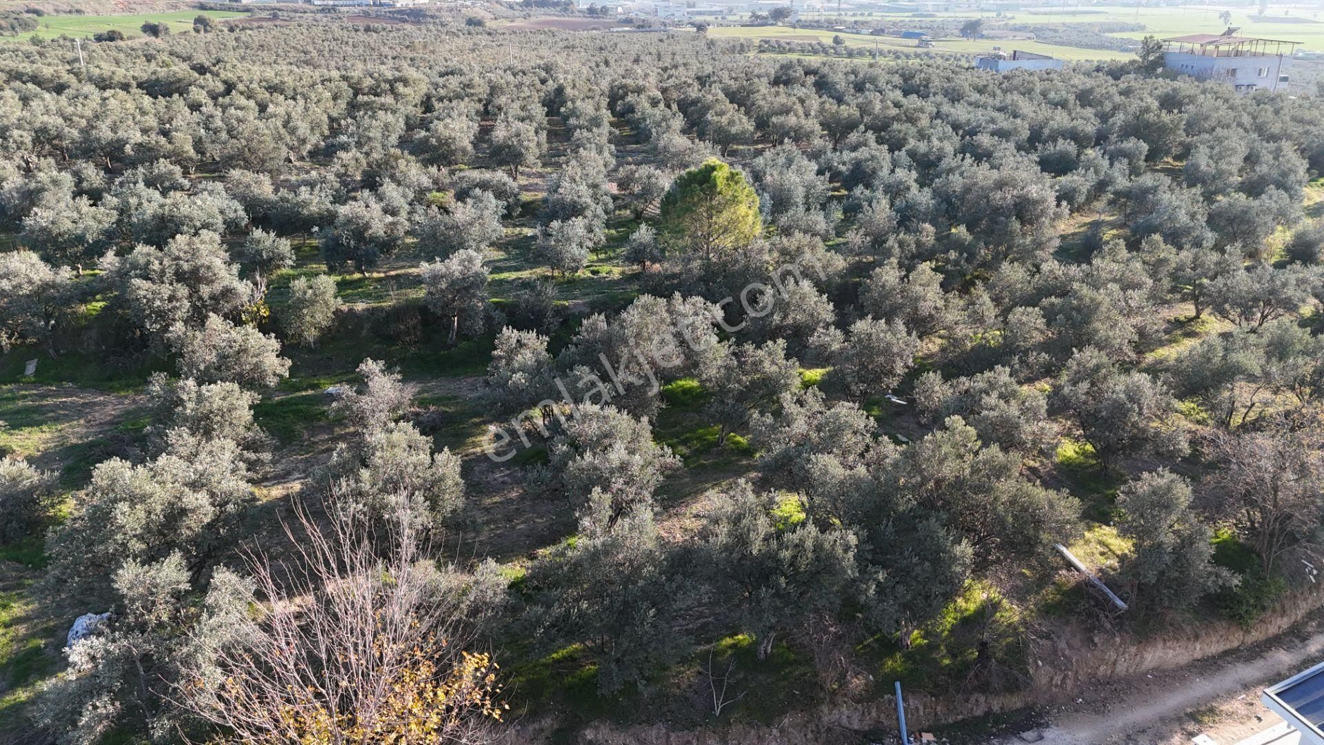 İzmir Menderes Bulgurcada 1510 M2 Hisse Tapulu Elektrik Su Arsalar - Görsel 28