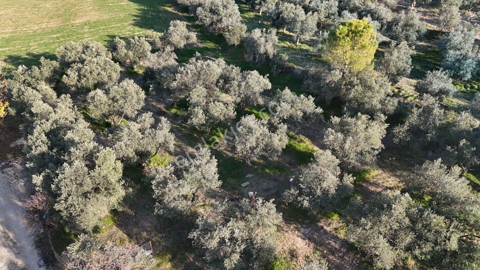 İzmir Menderes Bulgurcada 1510 M2 Hisse Tapulu Elektrik Su Arsalar - Görsel 31