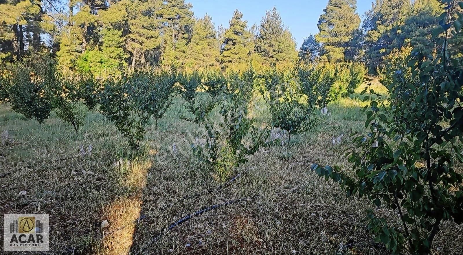 Yatırımlık Taşyayla1 Kayısı Bahçesi - Görsel 4