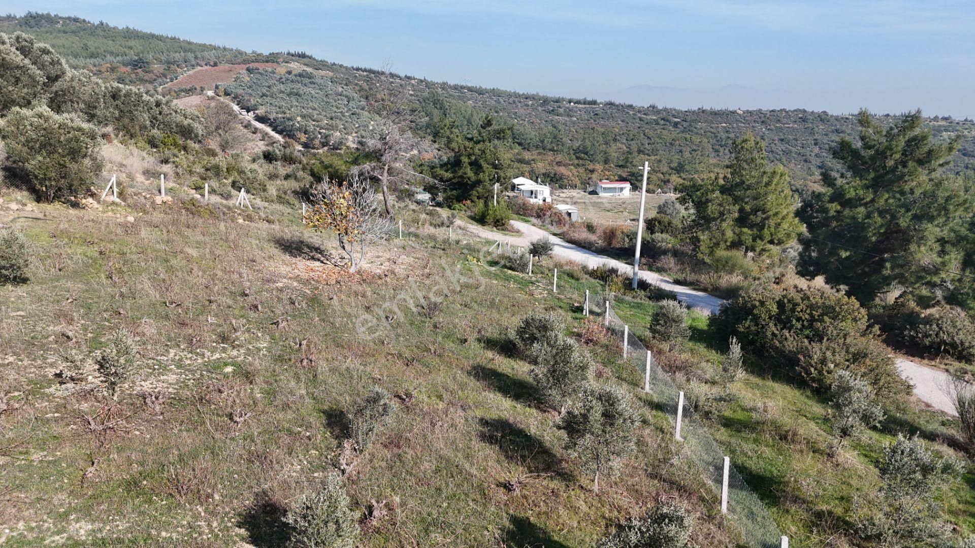 İzmir Menderes Çatalcada Elektrik Sulu Tapudan Satışlı Alt-sat Gelir Bahçeler - Görsel 21