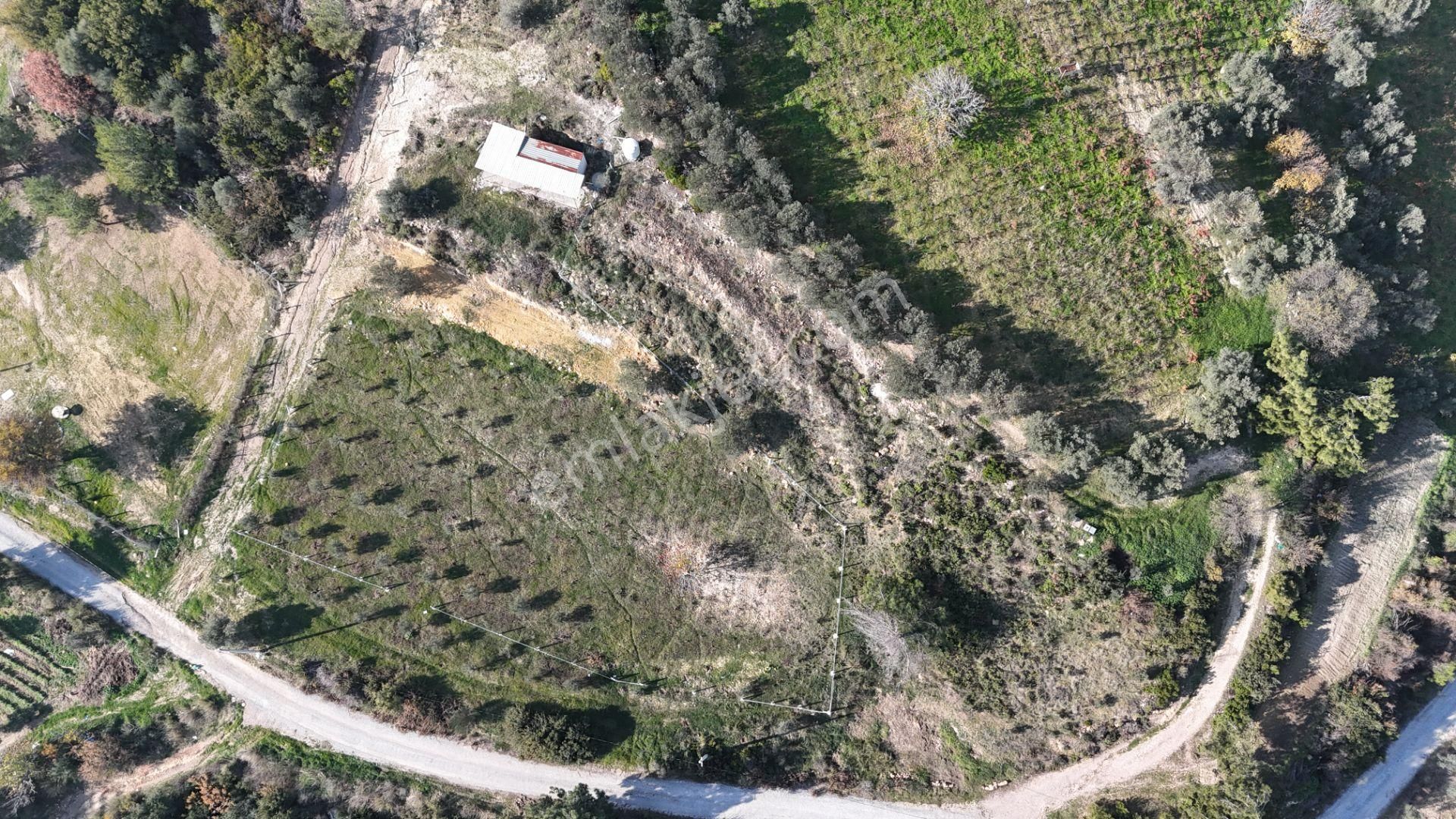 İzmir Menderes Çatalcada Elektrik Sulu Tapudan Satışlı Alt-sat Gelir Bahçeler - Görsel 34