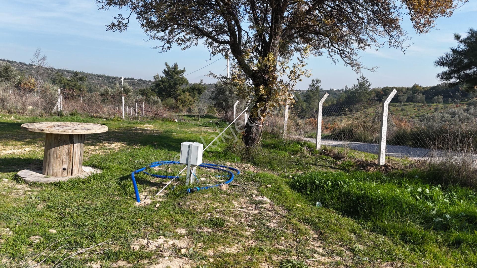 İzmir Menderes Çatalcada Elektrik Sulu Tapudan Satışlı Alt-sat Gelir Bahçeler - Görsel 25