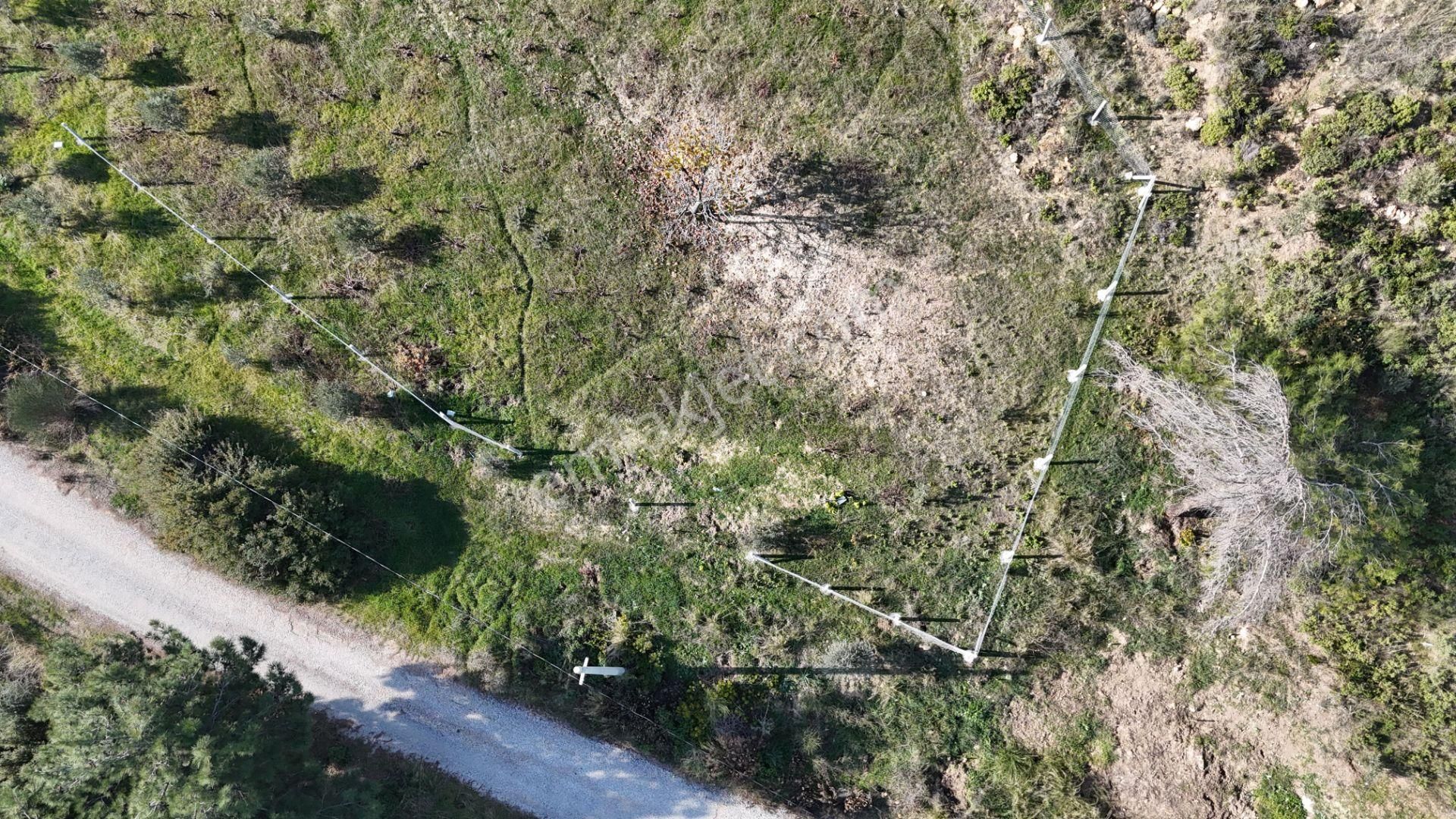 İzmir Menderes Çatalcada Elektrik Sulu Tapudan Satışlı Alt-sat Gelir Bahçeler - Görsel 17
