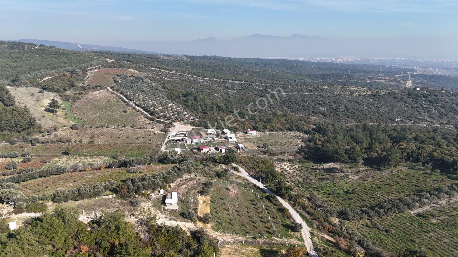 İzmir Menderes Çatalcada Elektrik Sulu Tapudan Satışlı Alt-sat Gelir Bahçeler - Görsel 29