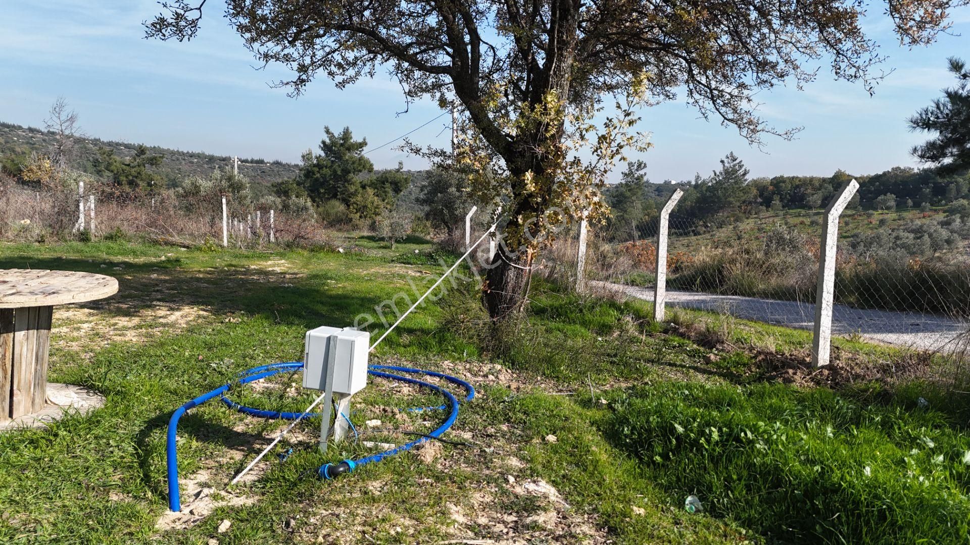 İzmir Menderes Çatalcada Elektrik Sulu Tapudan Satışlı Alt-sat Gelir Bahçeler - Görsel 3