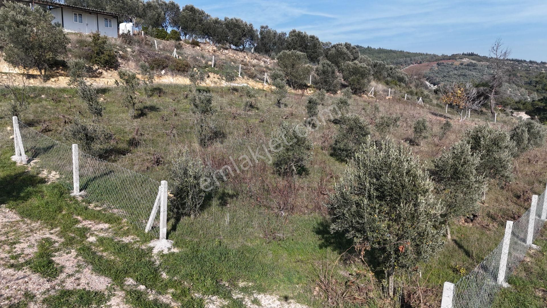 İzmir Menderes Çatalcada Elektrik Sulu Tapudan Satışlı Alt-sat Gelir Bahçeler - Görsel 26