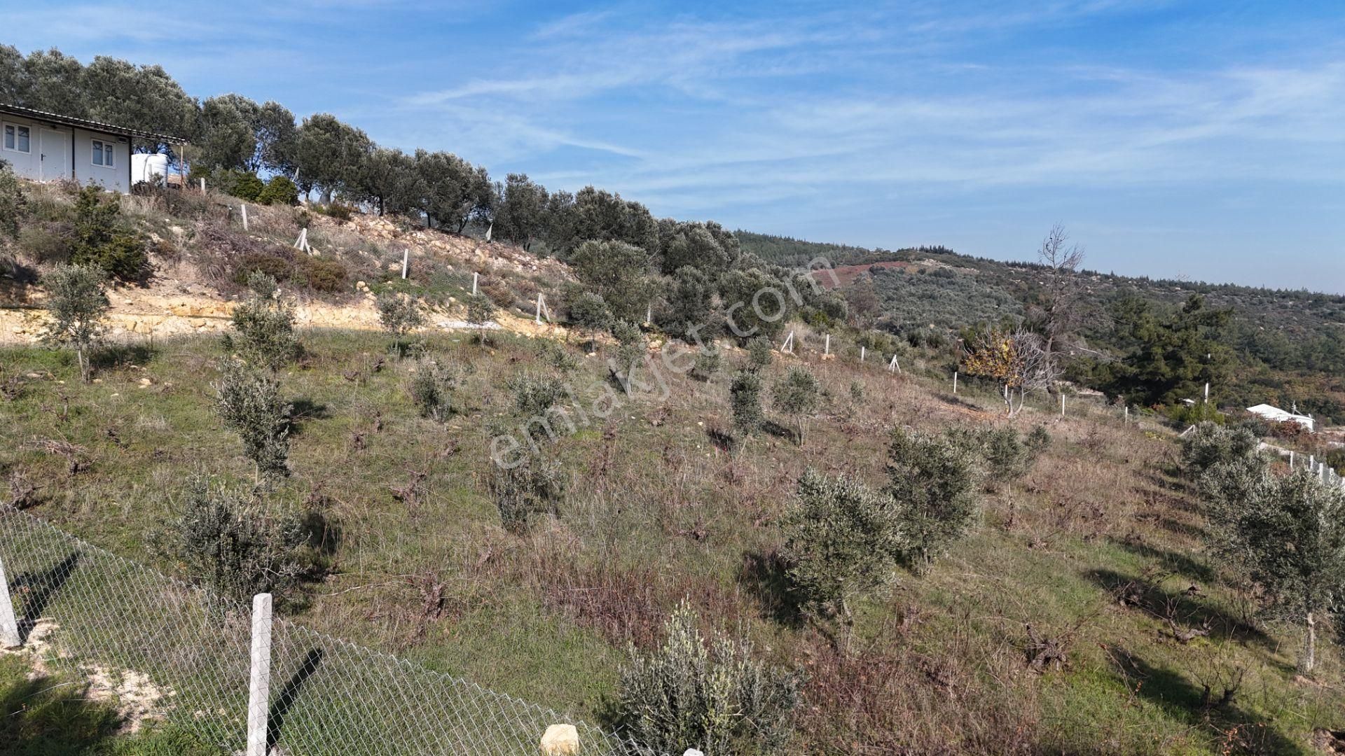 İzmir Menderes Çatalcada Elektrik Sulu Tapudan Satışlı Alt-sat Gelir Bahçeler - Görsel 13