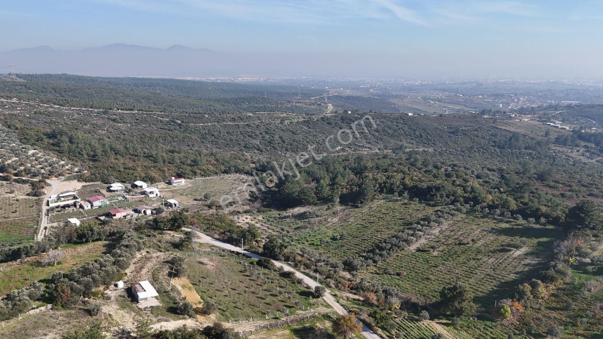 İzmir Menderes Çatalcada Elektrik Sulu Tapudan Satışlı Alt-sat Gelir Bahçeler - Görsel 35
