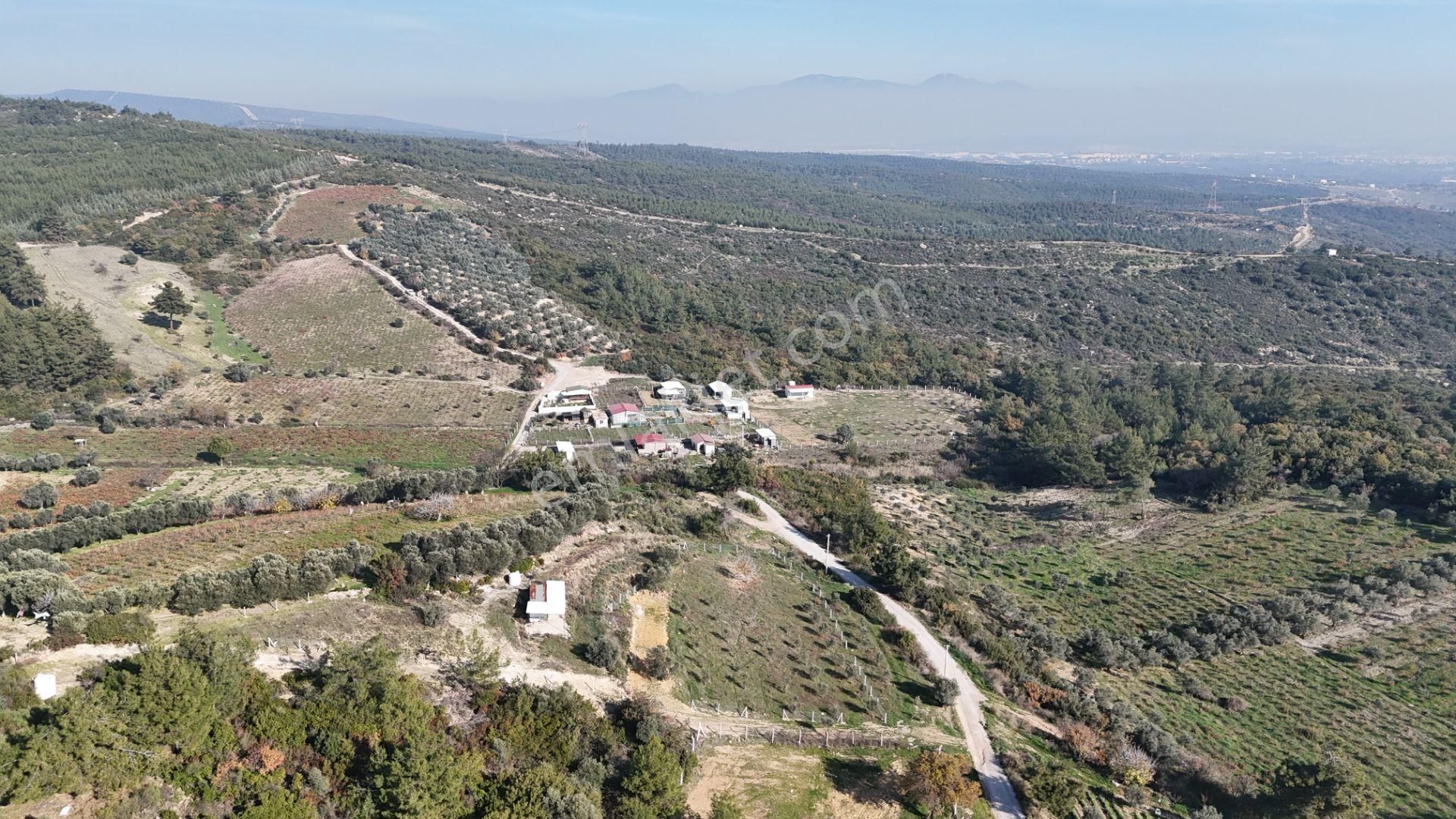 İzmir Menderes Çatalcada Elektrik Sulu Tapudan Satışlı Alt-sat Gelir Bahçeler - Görsel 33