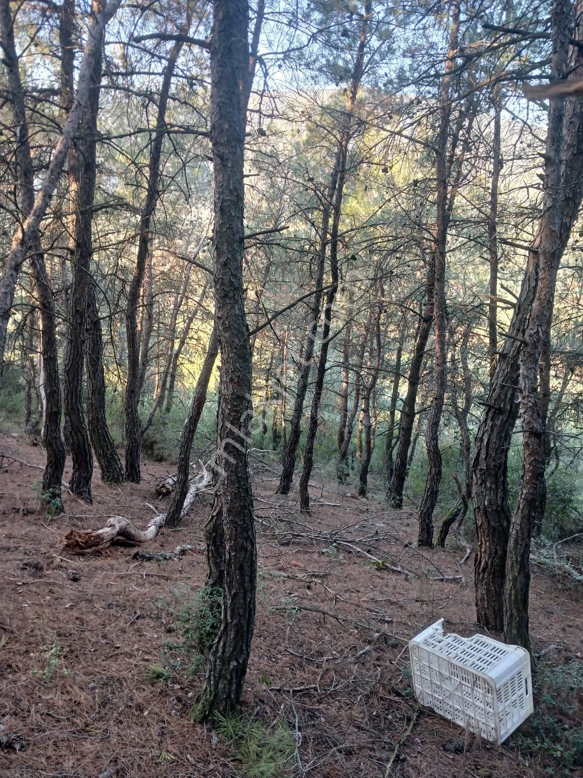 İznik Dereköy Satılık Tarla - Görsel 4