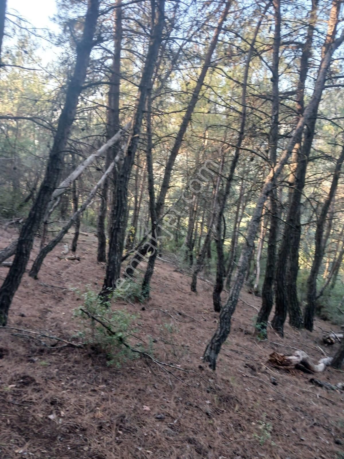 İznik Dereköy Satılık Tarla - Görsel 8