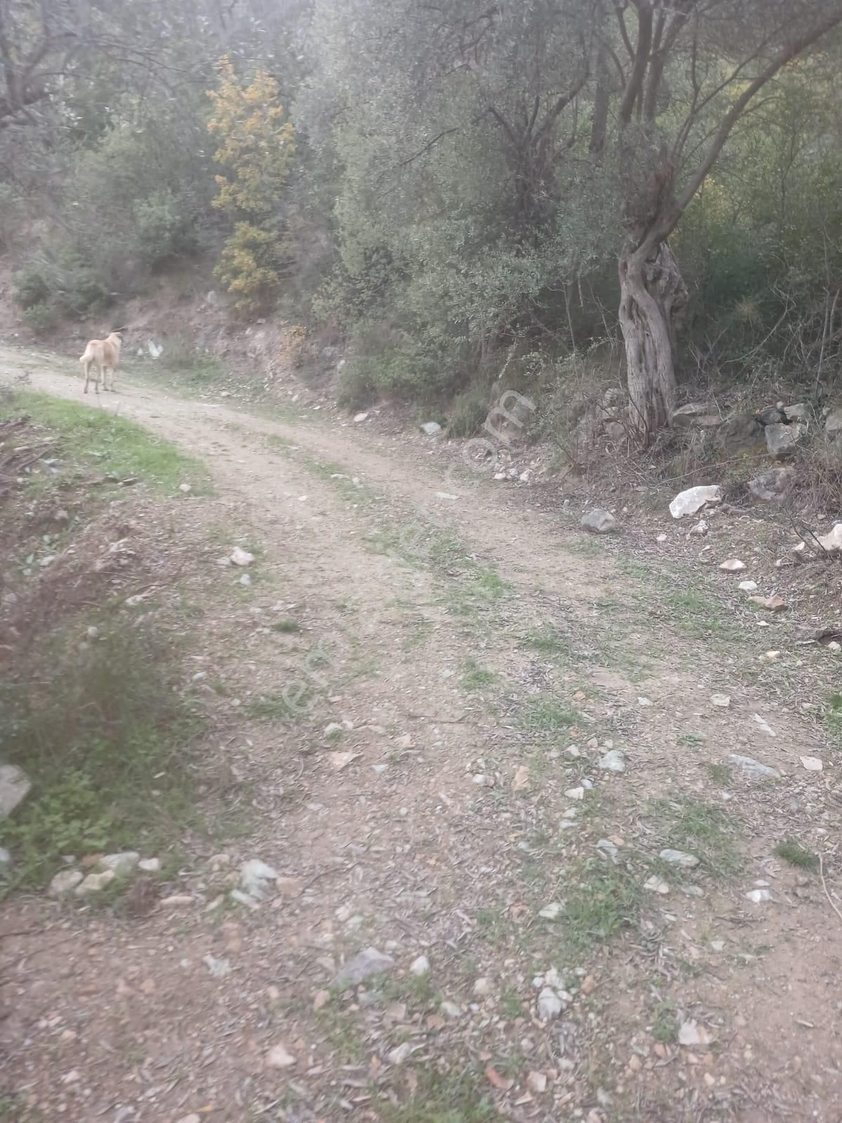 İznik Dereköyde 10 Dönüm Zeytinlik - Görsel 4
