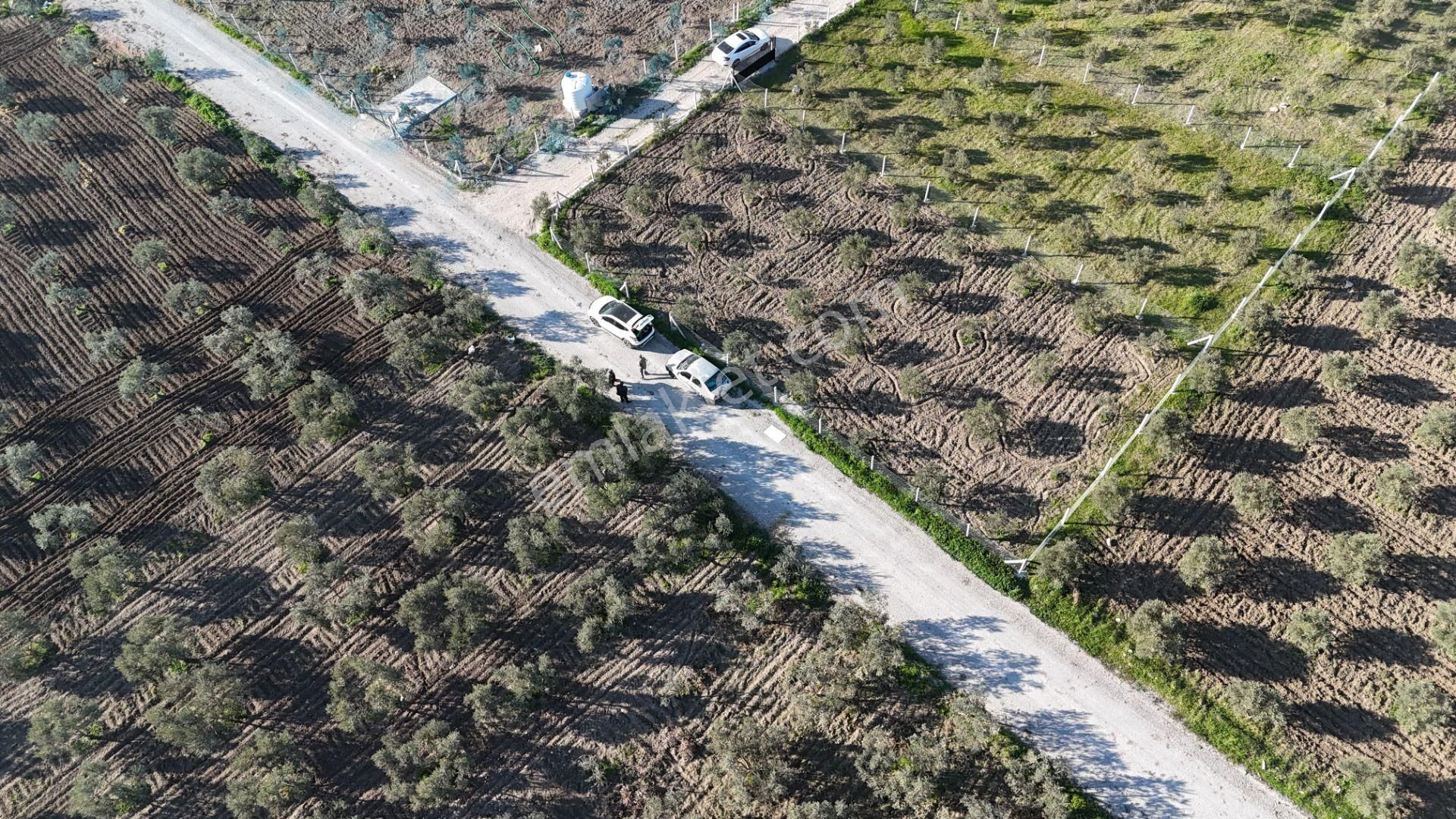 İzmir Menderes Tekeli-develi Üstünde Kupon Hisseli Tapu Zeytinli Bahçe 676 M2 - Görsel 32