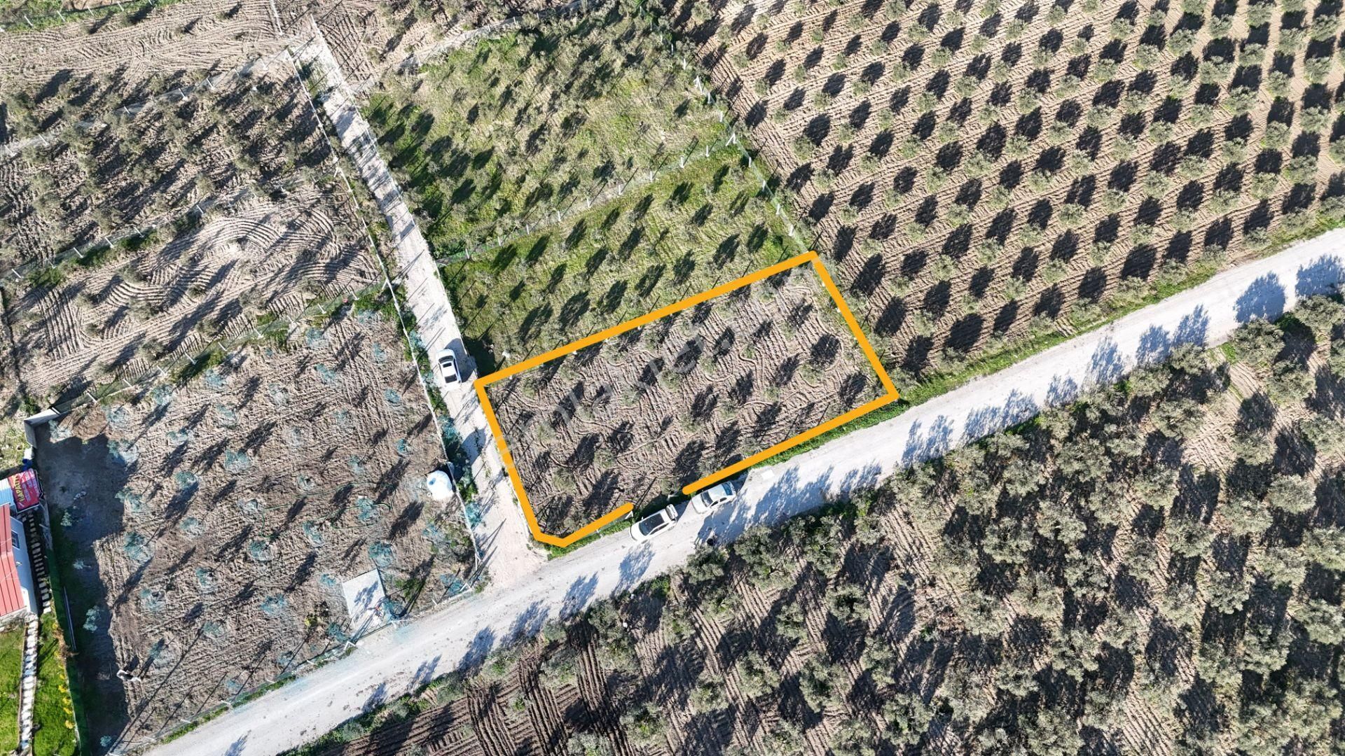 İzmir Menderes Tekeli-develi Üstünde Kupon Hisseli Tapu Zeytinli Bahçe 676 M2 - Görsel 5