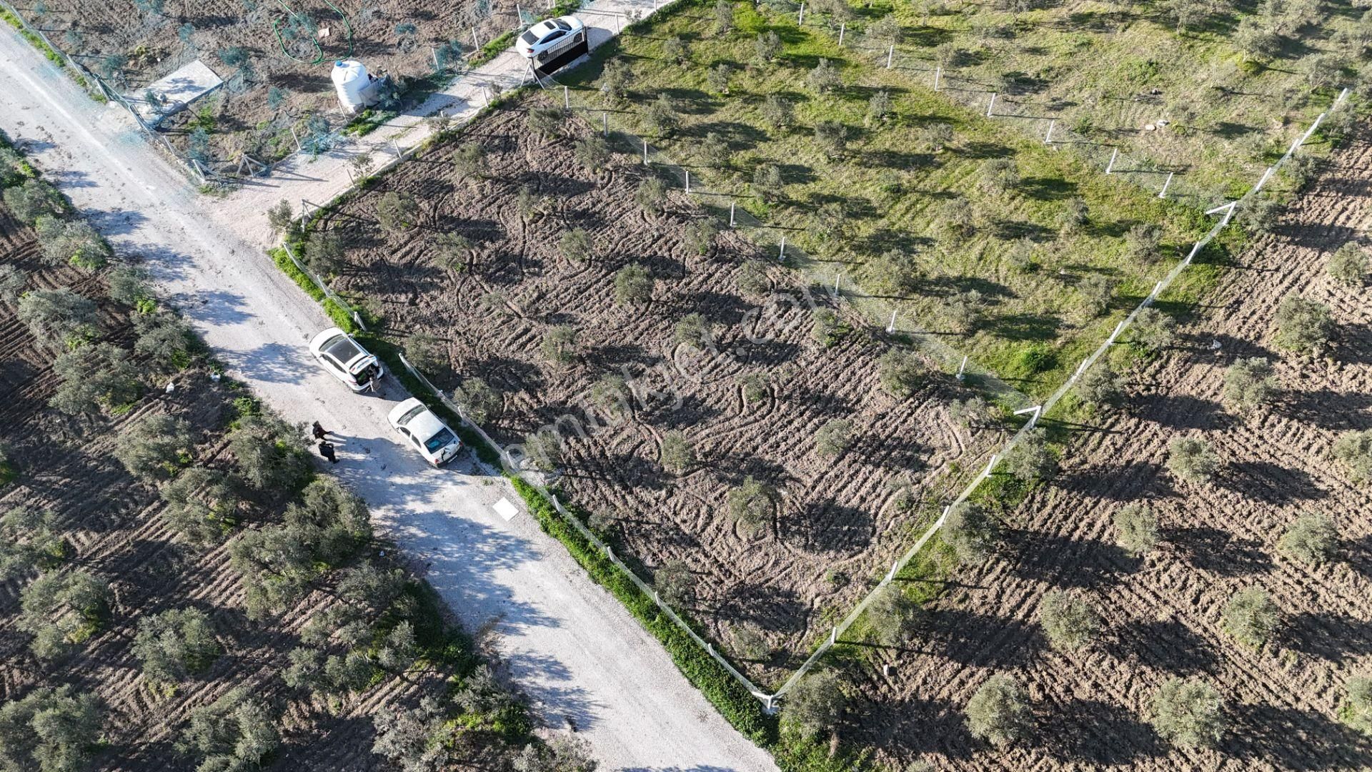 İzmir Menderes Tekeli-develi Üstünde Kupon Hisseli Tapu Zeytinli Bahçe 676 M2 - Görsel 10