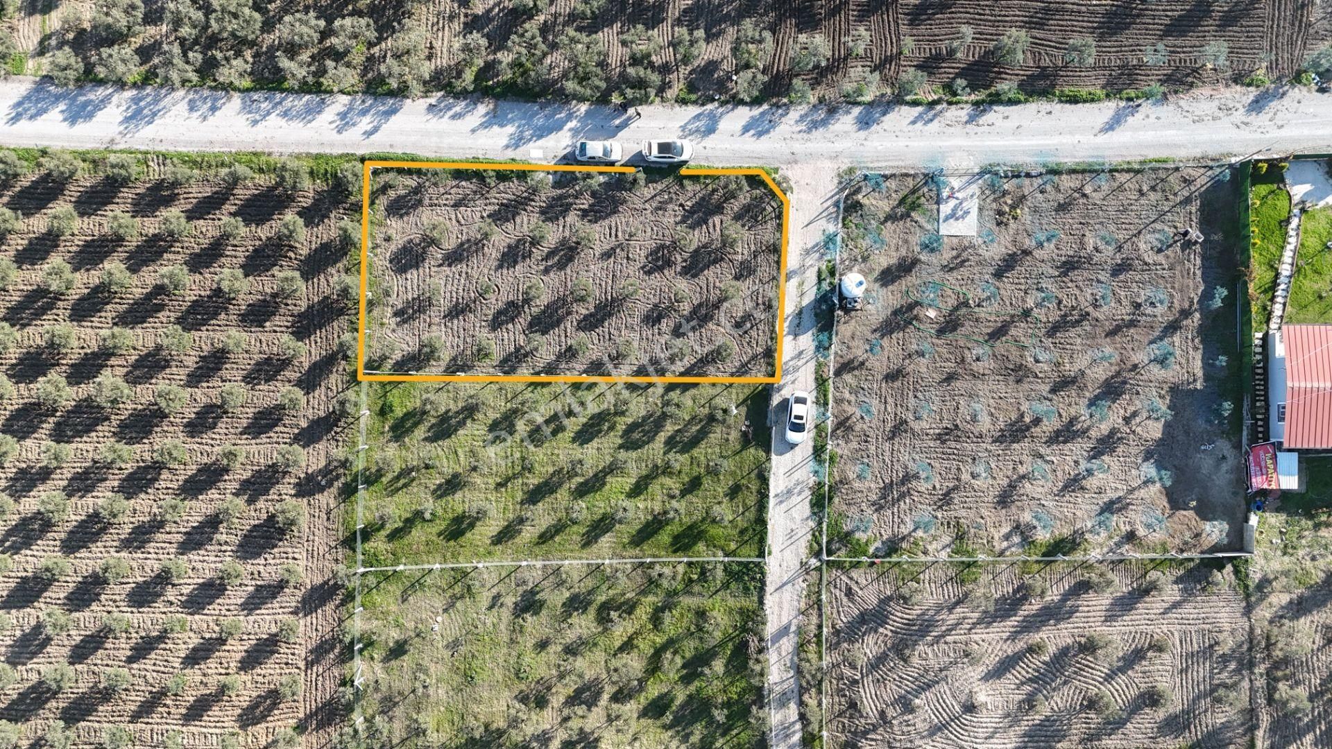 İzmir Menderes Tekeli-develi Üstünde Kupon Hisseli Tapu Zeytinli Bahçe 676 M2