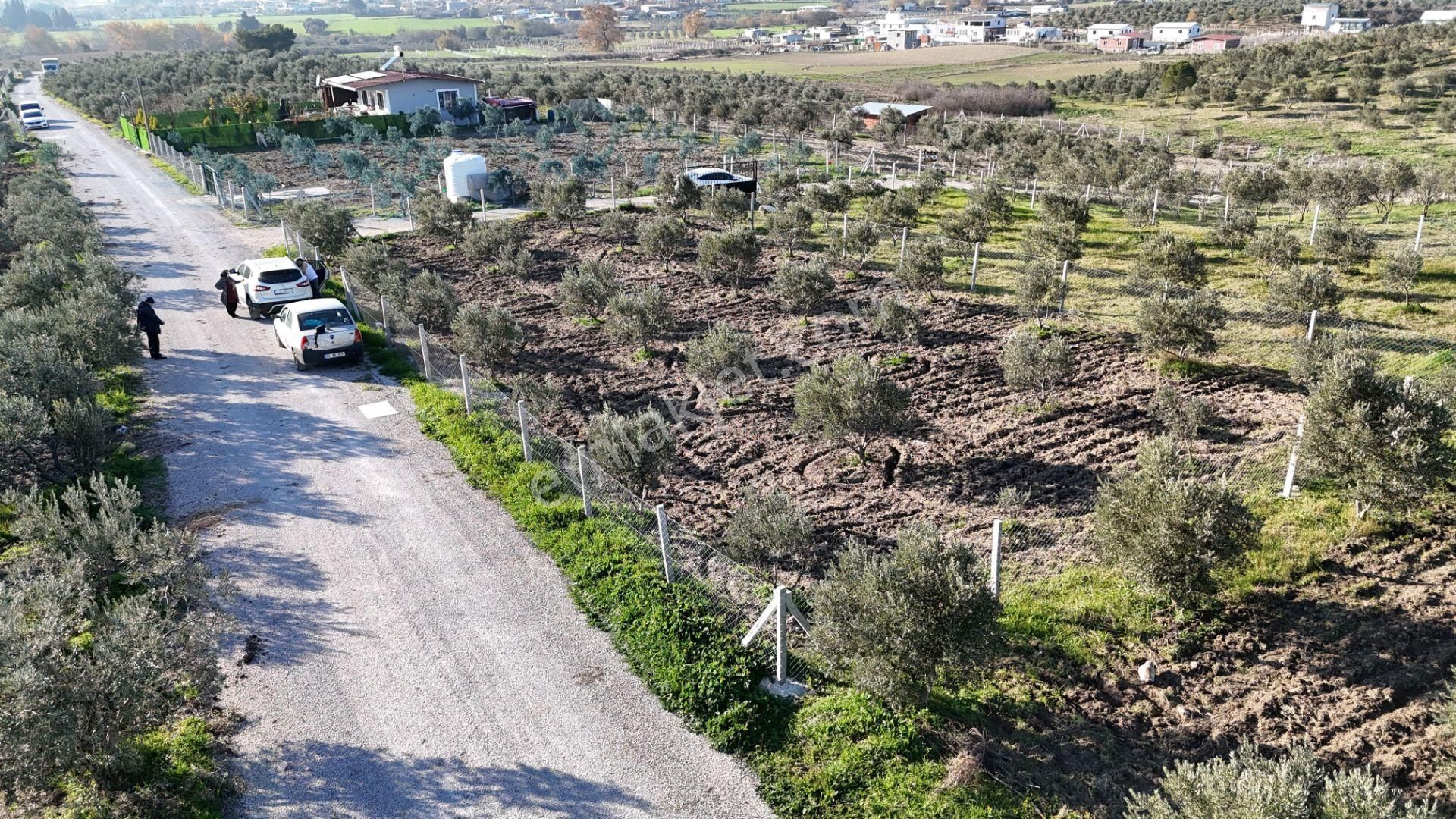 İzmir Menderes Tekeli-develi Üstünde Kupon Hisseli Tapu Zeytinli Bahçe 676 M2 - Görsel 18