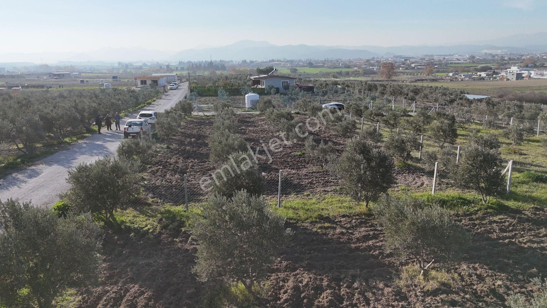 İzmir Menderes Tekeli-develi Üstünde Kupon Hisseli Tapu Zeytinli Bahçe 676 M2 - Görsel 3