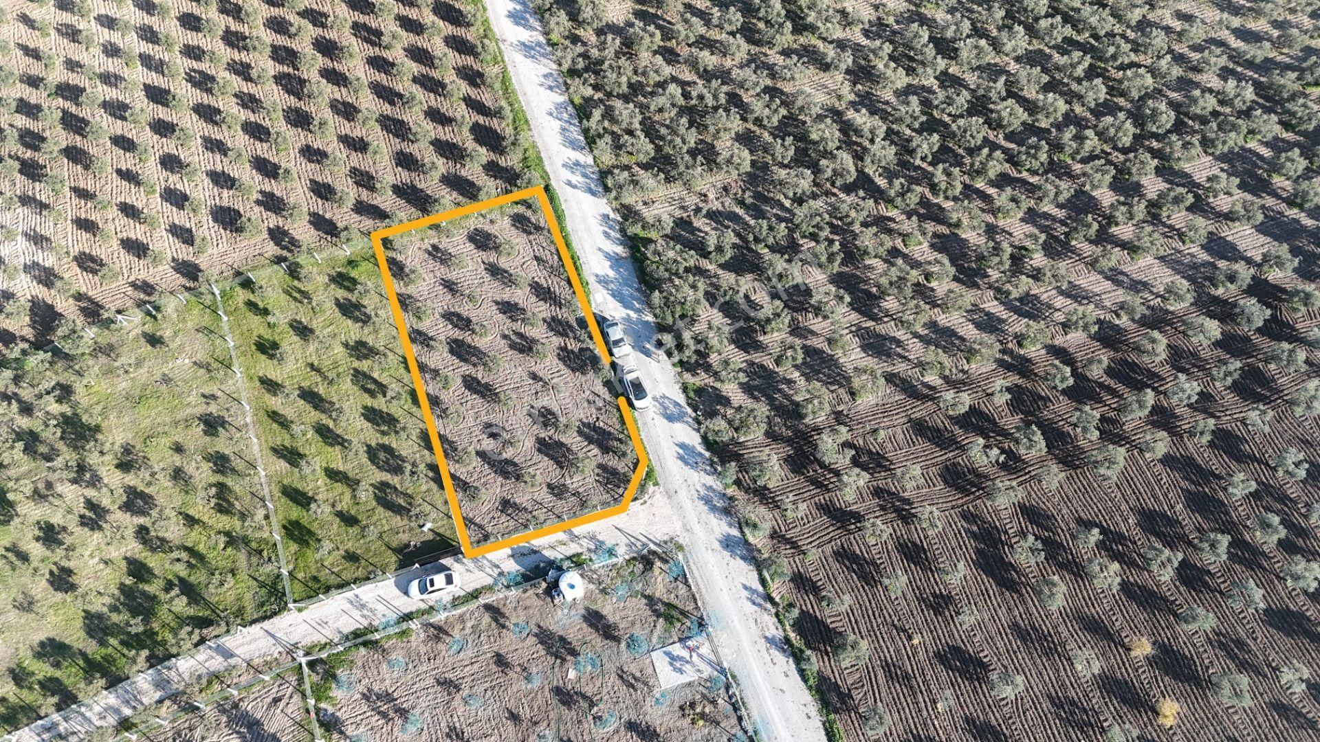 İzmir Menderes Tekeli-develi Üstünde Kupon Hisseli Tapu Zeytinli Bahçe 676 M2 - Görsel 2