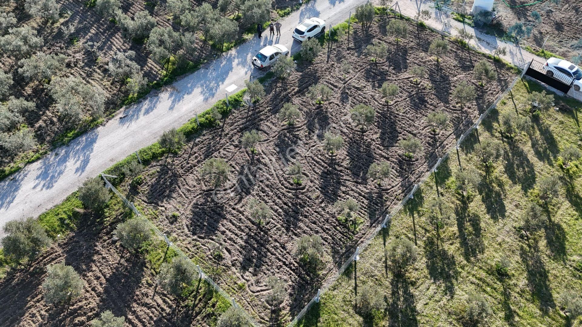 İzmir Menderes Tekeli-develi Üstünde Kupon Hisseli Tapu Zeytinli Bahçe 676 M2 - Görsel 7