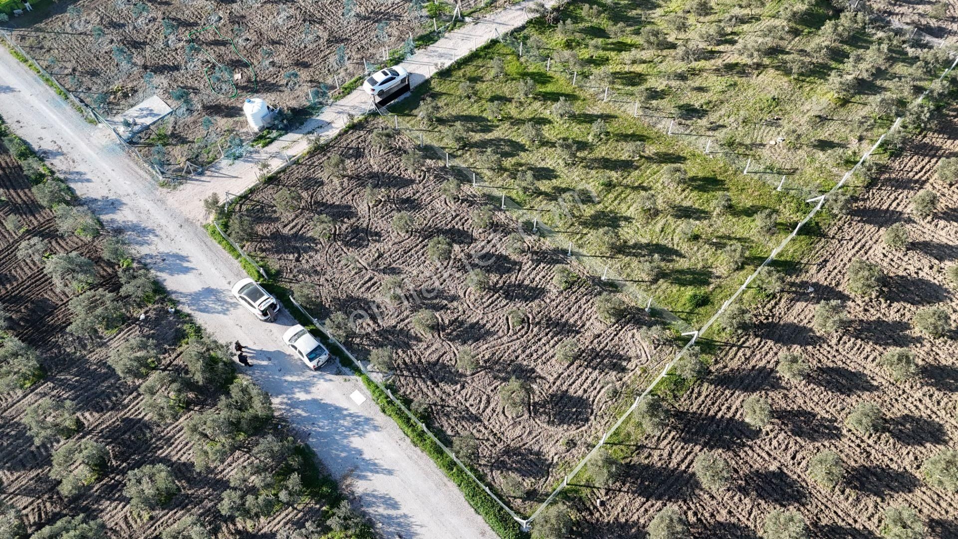 İzmir Menderes Tekeli-develi Üstünde Kupon Hisseli Tapu Zeytinli Bahçe 676 M2 - Görsel 6