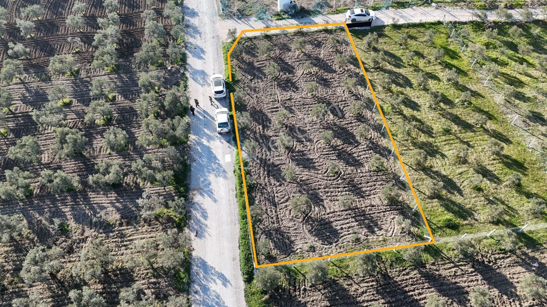 İzmir Menderes Tekeli-develi Üstünde Kupon Hisseli Tapu Zeytinli Bahçe 676 M2 - Görsel 4