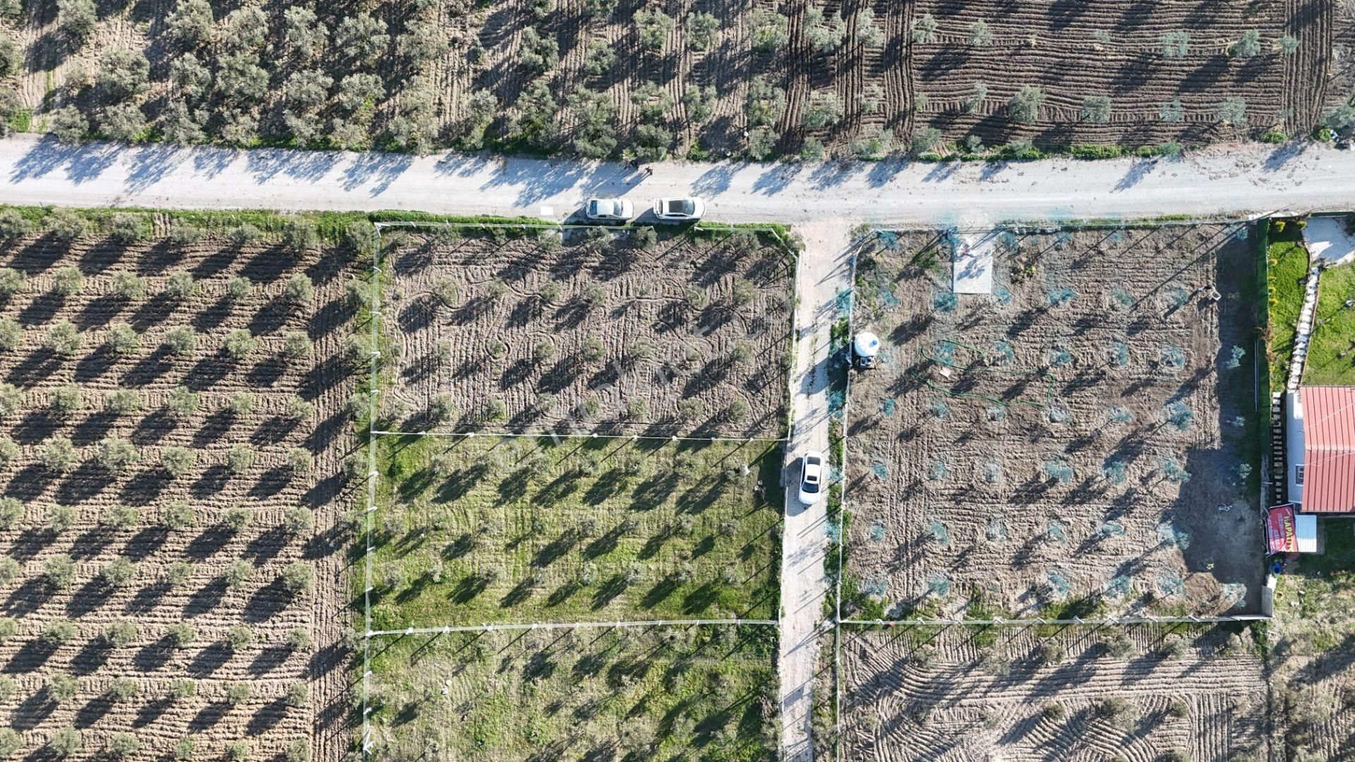 İzmir Menderes Tekeli-develi Üstünde Kupon Hisseli Tapu Zeytinli Bahçe 676 M2 - Görsel 24