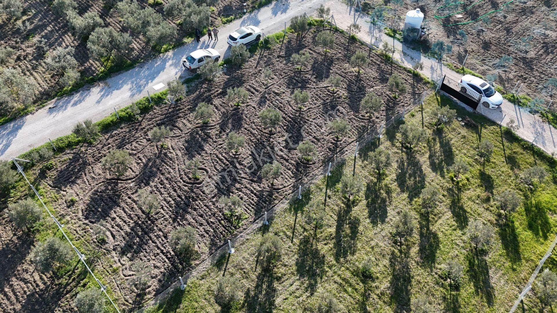 İzmir Menderes Tekeli-develi Üstünde Kupon Hisseli Tapu Zeytinli Bahçe 676 M2 - Görsel 11