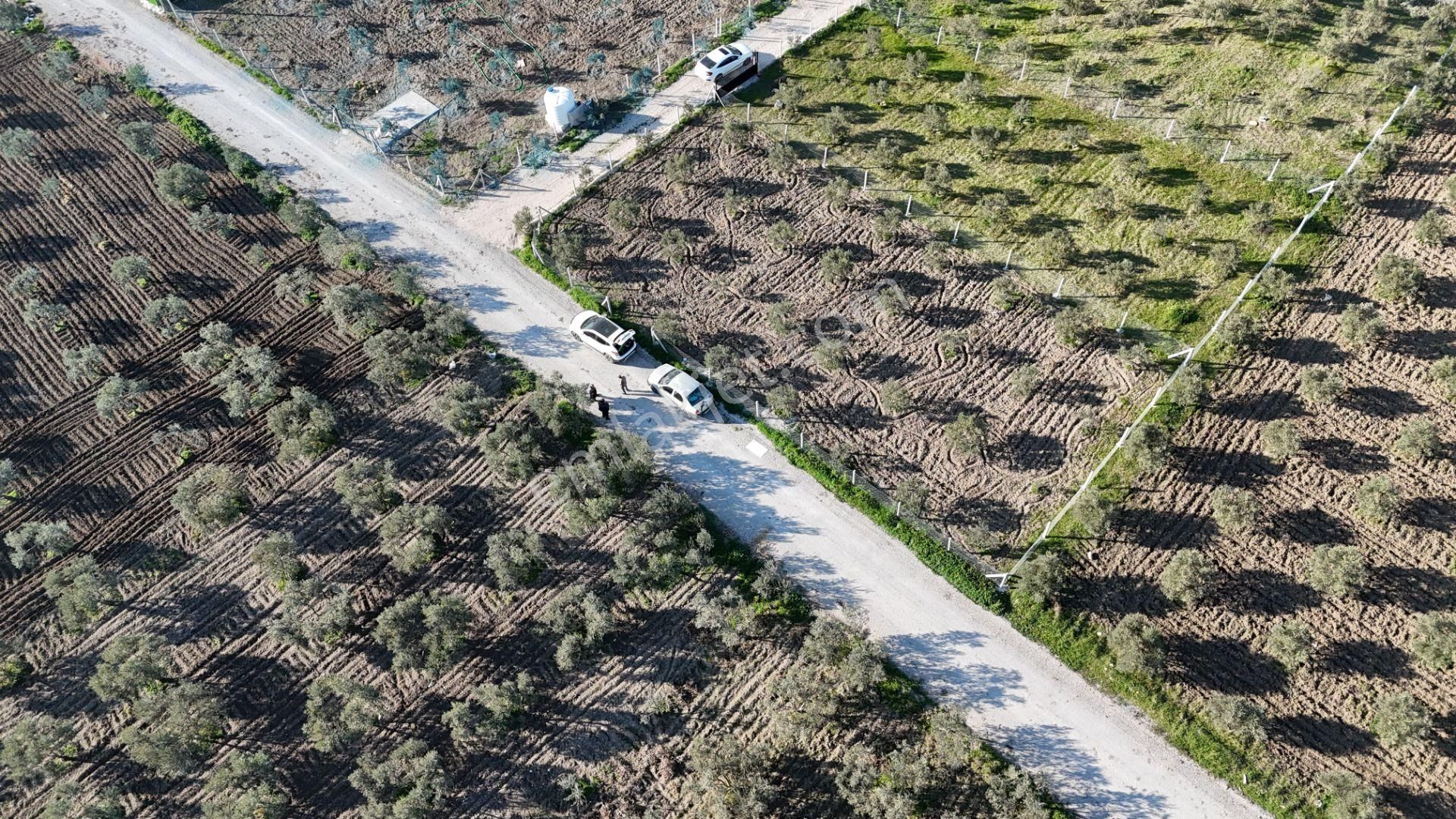 İzmir Menderes Tekeli-develi Üstünde Kupon Hisseli Tapu Zeytinli Bahçe 676 M2 - Görsel 16