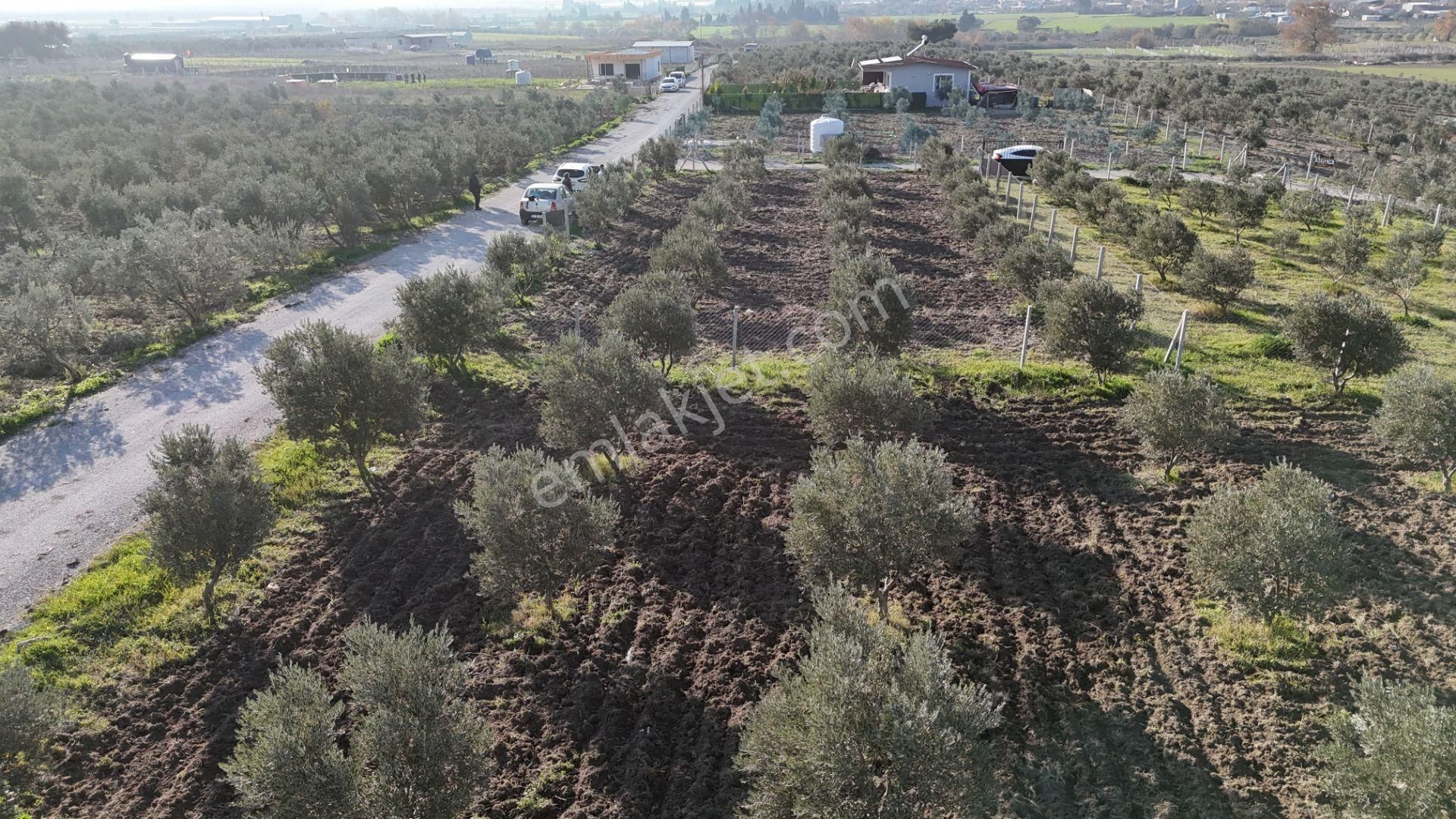 İzmir Menderes Tekeli-develi Üstünde Kupon Hisseli Tapu Zeytinli Bahçe 676 M2 - Görsel 13