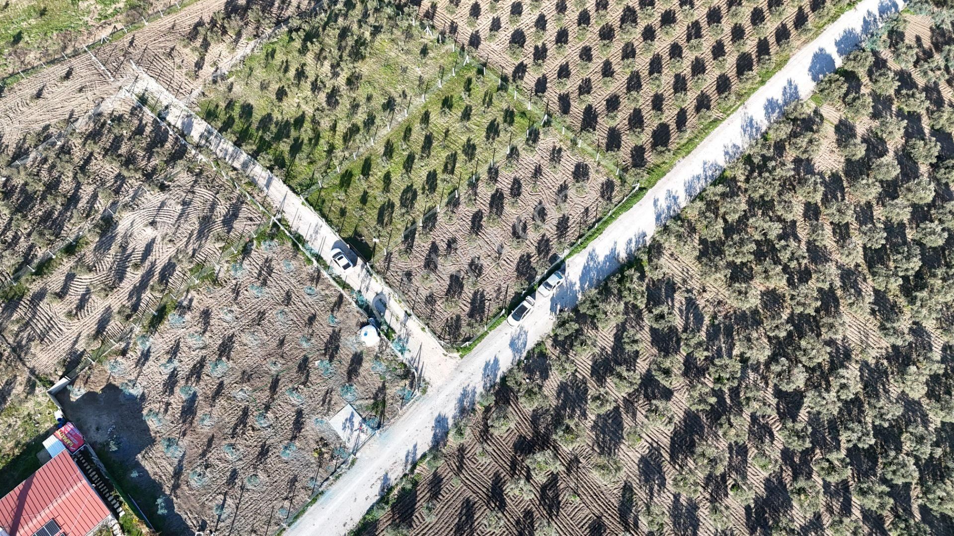 İzmir Menderes Tekeli-develi Üstünde Kupon Hisseli Tapu Zeytinli Bahçe 676 M2 - Görsel 33